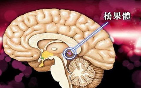 松果体的困境 当“第三只眼”被钙化，回归自然能否找回人类失落的能力？